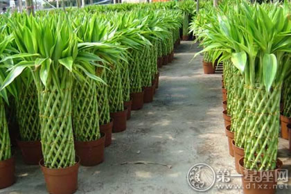 裝修好的房子里面放點(diǎn)什么可以凈化？